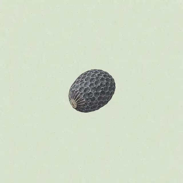 El tamaño de tu bebé en la semana 4: una semilla de amapola.